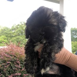 Fifi - Black female Lhasa Apso puppy in Gaffney, South Carolina from Lots of Lhasa Love