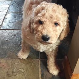 Goldendoodle Puppies from Sugar River Doodles