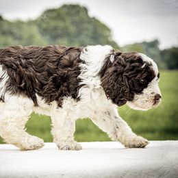 Springerdoodle Puppies from Evalina Miller's Spaniels