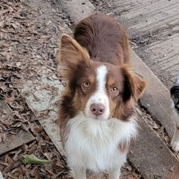 Ransom - Australian Shepherd