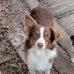 Ransom - Australian Shepherd