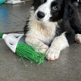 English Shepherd Puppies from Organic Heritage English Shepherds