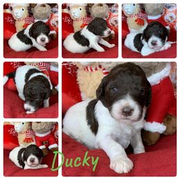 Poodle Puppies from Wonderland Kennel