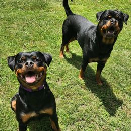 Rottweilers from Cron Rottweilers