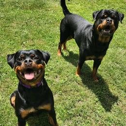 Rottweilers from Cron Rottweilers