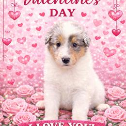 Lou - White merle female Collie puppy in Carencro, Louisiana from Cajun Bayou's Collies LLC