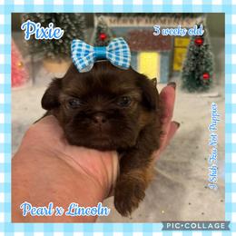 Vivian - Red female Shih Tzu puppy in Beatrice, Nebraska from I Shih Tzu Not Puppies
