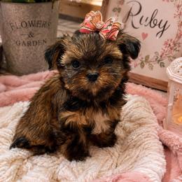 Ruby - Black gold and white female Shihpoo puppy in Cooper City, Florida from Jenny La Bone