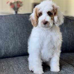 Trixie - Parti female Goldendoodle puppy in St George, Utah from Doodle Bears of Southern Utah