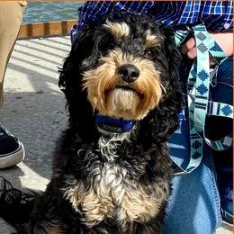 Rain - Australian Labradoodle