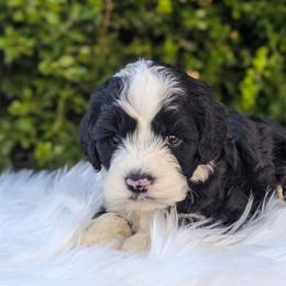 Cockapoo Puppies from Utah Cocker Spaniels