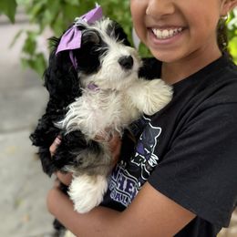 Ducky - Tri-color female Bernedoodle puppy in Northglenn, Colorado from Colorado Bernedoodle Babies