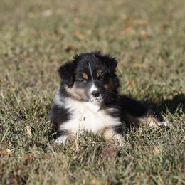 BTF1 - Black tri-color female Australian Shepherd puppy in Warm Springs, Georgia from Out West Aussies
