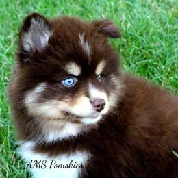 Pomeranian, Pomsky, and Siberian Husky Puppies from AMS Pomskies
