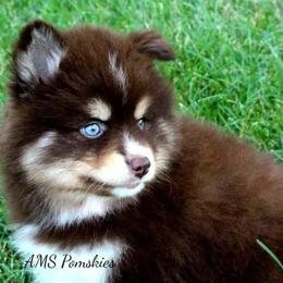 Pomeranian, Pomsky, and Siberian Husky Puppies from AMS Pomskies