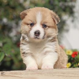 Mickey - Red male Pembroke Welsh Corgi puppy in Caliente, California from Rafter Cross 7