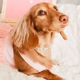 Daphne - Dachshund