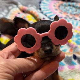 Snow (tiny) - Black and tan male Chihuahua puppy in Seneca, Missouri from Stephanie’s Puppy Colony