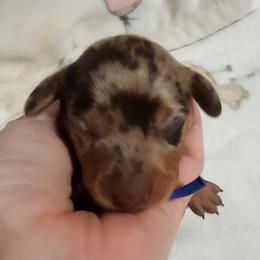 Blue collar - Dapple male Dachshund puppy in Apache Junction, Arizona from Shaw Dachshunds