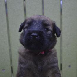 Maple - Wheaten female Soft Coated Wheaten Terrier puppy in Kirksville, Missouri from Ironwood Ridge Kennels