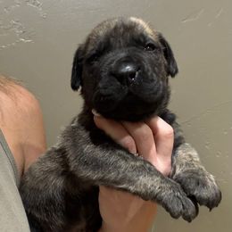 Gray Collar - Brindle male Boerboel puppy in Manitowoc, Wisconsin from Mae Boerboel