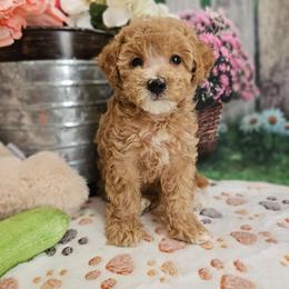 Holly - Apricot female Poodle puppy in Lebanon, Missouri from Leerose Puppies