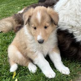 Teddy - Sable and white male Collie puppy in Bad Axe, Michigan from Collie Campo