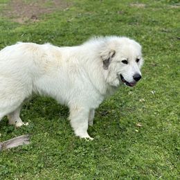 Great Pyrenees All Grown Up from McCarthy Ranchette