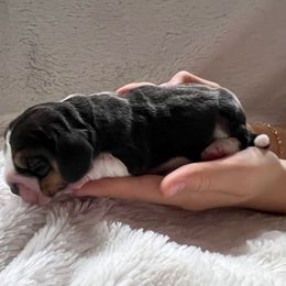 Biscuit - Black red and white female Beagle puppy in Chattanooga, Tennessee from Banashko's Beagles