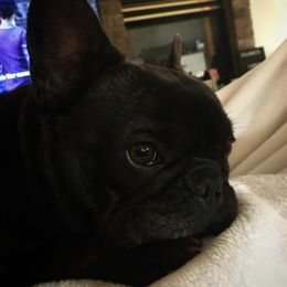 French Bulldog All Grown Up from Willows French Bulldogs