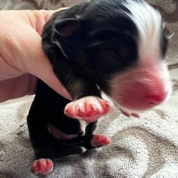 Pecan - Black tri-color female Australian Shepherd puppy in Traer, Iowa from Kelly's Australian Shepherds