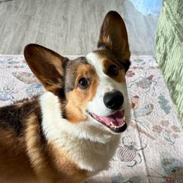 Diego - Pembroke Welsh Corgi