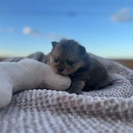 Charlotte - Orange sable female Pomeranian puppy in Abilene, Texas from Blessedpoms