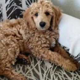 Poodle Puppies from Snowy mt poodles