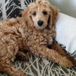 Poodle Puppies from Snowy mt poodles