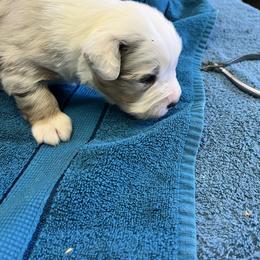Beauty - Blue merle female Australian Shepherd puppy in Monroe, Utah from Shawnkara Australian Shepherds & Miniature American Shepherds