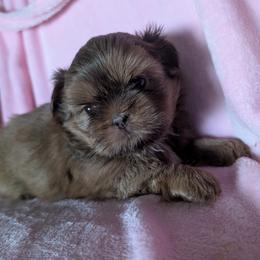 Nora - Liver female Shih Tzu puppy in Port Huron, Michigan from Shih Tzu Cottage