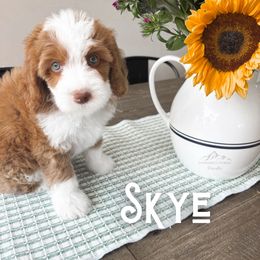 Bernedoodle and Cavapoo Puppies from Wonderful World Doodles