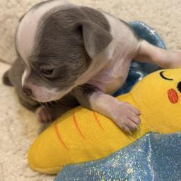 Dice - Blue male Chihuahua puppy in Amity, Pennsylvania from Rhoda and Verna
