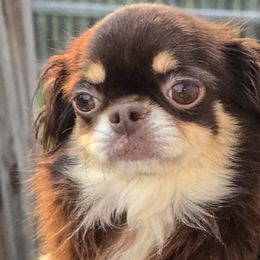 Chihuahuas from The Joyful World of Chihuahuas