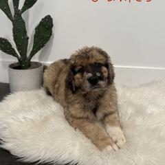 Nevada James - Merle male Saint Berdoodle puppy in Mesa, Arizona from Desert Bohunk Doodles and Branded Bullies