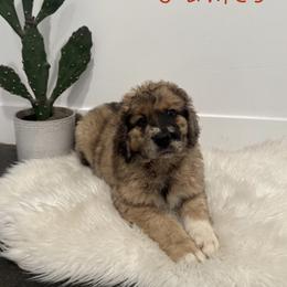 Nevada James - Merle male Saint Berdoodle puppy in Mesa, Arizona from Desert Bohunk Doodles and Branded Bullies