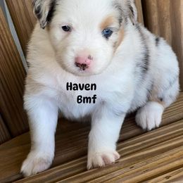 Haven - Blue merle female Australian Shepherd puppy in Magee, Mississippi from Paint ByNumbers Ranch