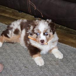 Jackson - Red merle male Miniature Australian Shepherd puppy in Fort Smith, Arkansas from Rye Hill Aussies