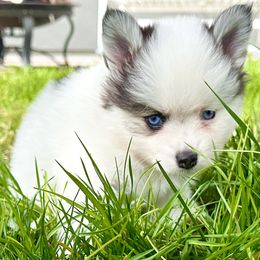 Pomsky Puppies from BittyPomsky