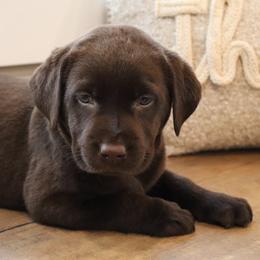 HoneyBun - Chocolate female Labrador Retriever puppy in Camden, Indiana from Camden's Caring Canines