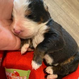Esme - Tri-color female Bernese Mountain Dog puppy in Rural Retreat, Virginia from Bernese Bunker