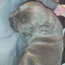 Cane Corso Puppies from Colchado's Cane Corso