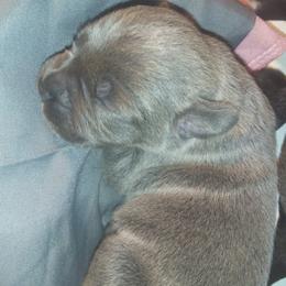 Cane Corso Puppies from Colchado's Cane Corso