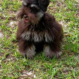 Phoenix - Miniature Schnauzer